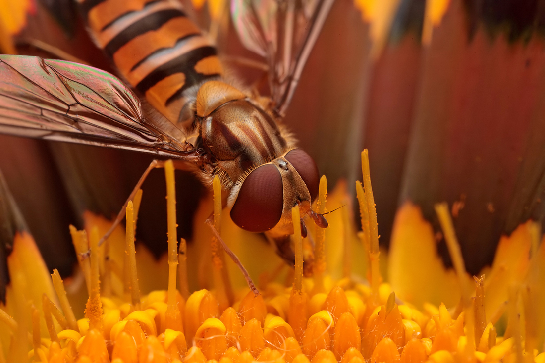 Marmalade Hoverfly 4